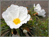Jara pringosa (Cistus ladanifer)
