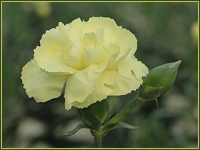 Clavel Lemon soft de Barberet&Blanc. Foto: Emilio Cano