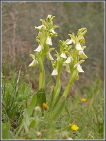 Tres individuos hipocrom�ticos de Orchis collina de las Lomas del Rame