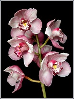 Orqu�dea ornamental del g�nero Cymbidium