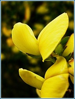 Cytisus heterochrous (=Teline patens) � Juan F. Jim�nez
