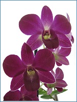 Dendrobium phalaenopsis
