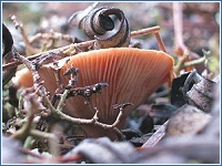 Lactarius torminosus creciendo entre la hojarasca de Cistus laurifolius, en el Llano del Jaral (Socovos, Albacete)
