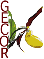 Grupo de Estudio y Conservaci�n de Orqu�deas (GECOR)