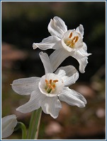 Narcissus tortifolius, en floración en estos días de invierno