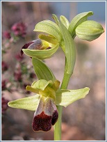 Ophrys fusca s.l., una de nuestras orqu�deas m�s tempraneras, ya en floraci�n (7-01-2007)