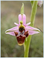 Ophrys scolopax, en floraci�n estos d�as por el Noroeste murciano (25-05-2007) 