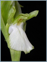 Forma hipocrom�tica de Orchis collina
