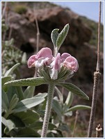 Phlomis purpurea subsp. almeriensis. 14 de Febrero de 2006, cerca de Carboneras (Almer�a)