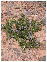 Rhamnus hispanorum en la Azohía, cerca de Torre Santa Elena