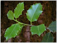 Acebo (Ilex aquifolium). Calar del Mundo.