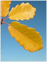 Roble (Quercus canariensis). Puente del Perdig�n, Sierra Espu�a.