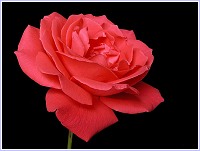 Rosa rosa, una flor ornamental también de otoño