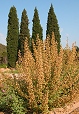 Ejemplares de Lavatera triloba en las albitanas del Centro de Recuperaci�n de Flora, al fondo los cuatro grandes cipreses que identifican al Vivero El Valle