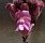 Boca de drag�n (Antirrhinum barrelieri)