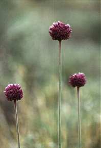 Ajo porro (Allium ampeloprasum), en los montes de Atamar�a, Cartagena