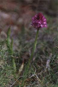 Anacamptis pyramidalis, en los montes de Atamar�a, Cartagena
