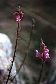 Bocas de drag�n (Anthirrinum barrelieri), en las cumbres de Sierra Espu�a