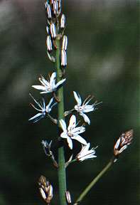 Gam�n (Asphodelus cerasiferus), en el malpa�s de la Isla del Ciervo, Cartagena