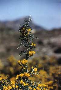 Aliaga (Calicotome intermedia), en los montes de Atamar�a, Cartagena
