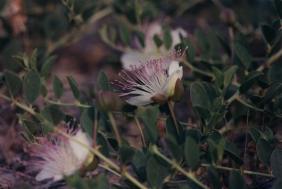 Tapenera (Capparis spinosa), en zonas margosas de los Ba�os de Mula
