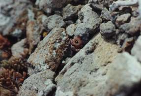 Chumberillo de lobo (Caralluma europaea), en el malpa�s de la Isla del Ciervo