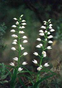 Cephalanthera longifolia, en el sotobosque de la fuente del Sol, Sierra Espu�a