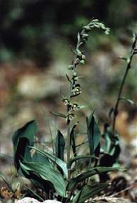 Epipactis kleinii, junto a la pista forestal al collado Bermejo, Sierra Espu�a