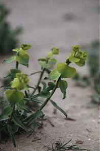 Lechetierna, lechetrezna (Euphorbia sp.), en los campos de los Ba�os de Mula