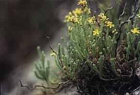 Pinillo de oro (Hypericum ericoides), en fisuras de rocas en Sierra Espu�a, cerca de Pliego