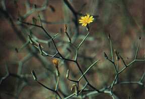 Launaea arborescens, en las cunetas de la carretera a Cabo Cope, �guilas