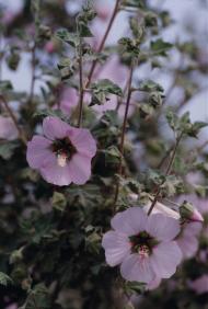 Marvarisco (Lavatera maritima), en suelos pedregosos del Cabezo San Gin�s de la Jara, Cartagena