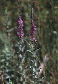 Frailes o salicaria (Lythrum salicaria), en los margenes del Az�d de �jos, Oj�s