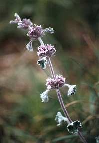 Manrubio (Marrubium supinum), en pastizales en las cumbres de Espu�a, Alhama de Murcia