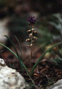 Nazareno (Muscari comosum), en litosuelos de las cumbres de Sierra Espu�a