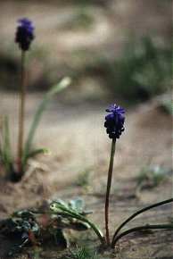 Muscari neglectum, en cultivos en barbecho, los Ba�os de Mula