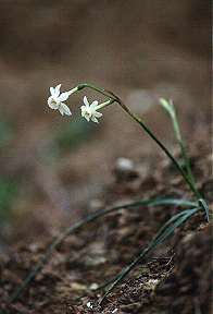 Narcissus dubius, sobre suelos margosos en Los Ba�os de Mula