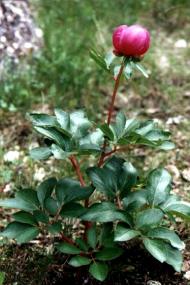 Peon�a (Paeonia broteroi), en zonas m�s o menos h�medas de Arroyo Tercero