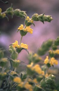 Oreja de liebre (Phlomis lychnitis).  El Ca�arico, Alhama de Murcia.