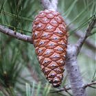 Pinus halepensis  en  Atamar�a, Cartagena