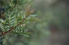 Pistacia x saportae, en el sotobosque cercano al Centro de Interpretaci�n de Sierra Espu�a