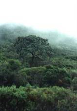 Jaral con encinas dispersas en la�sierra de Carrascoy