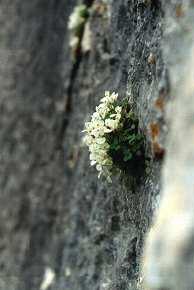 Zapaticos de la Virg�n (Sarcocapnos baetica) en pared vertical de Arroyo Tercero, Moratalla