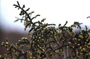 Aspecto de las ramas de la bolaga (Thymelaea hirsuta), en los campos de los Ba�os de Mula