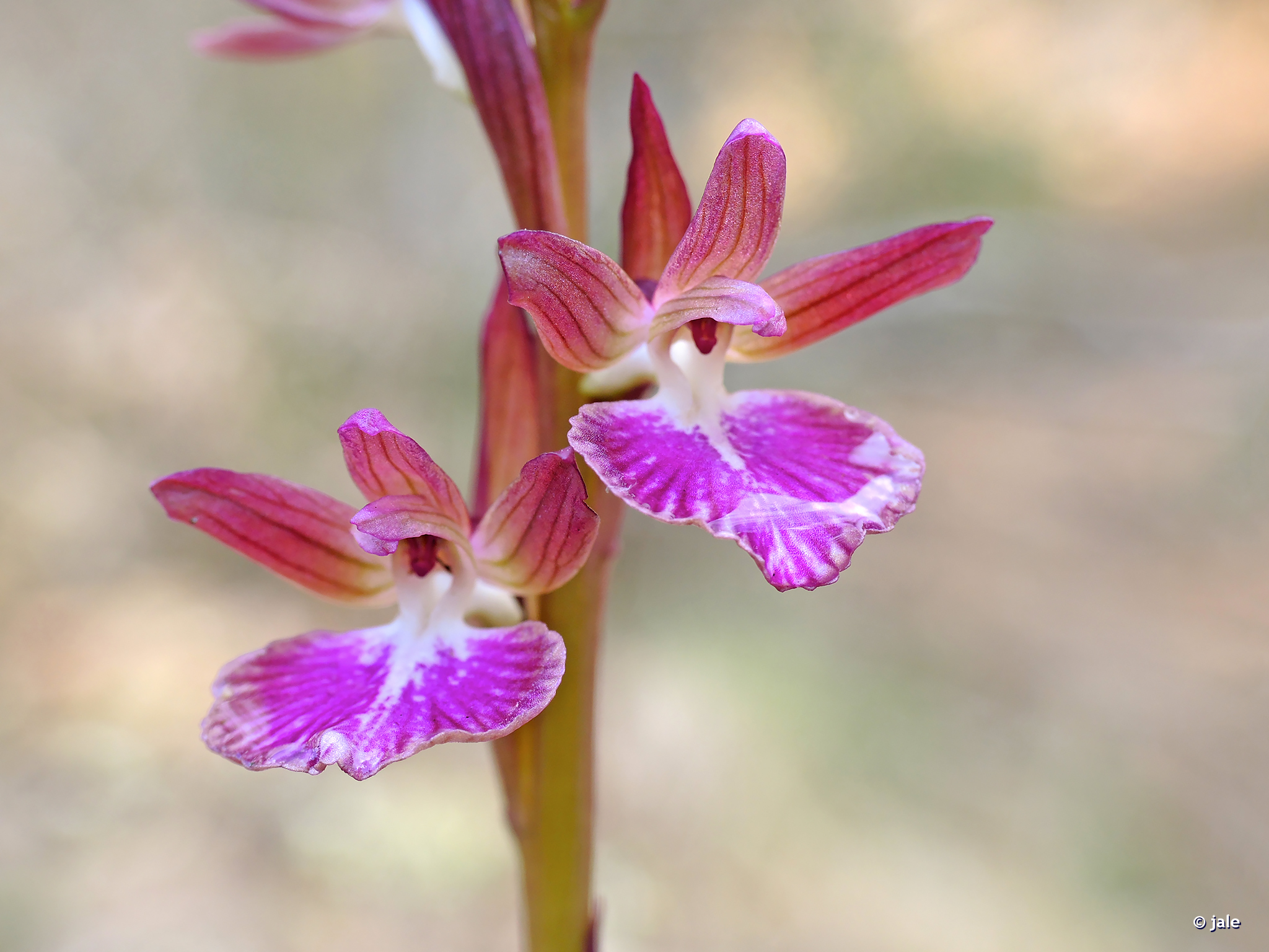Las orquídeas híbridas de Atamaría - Flora de Murcia